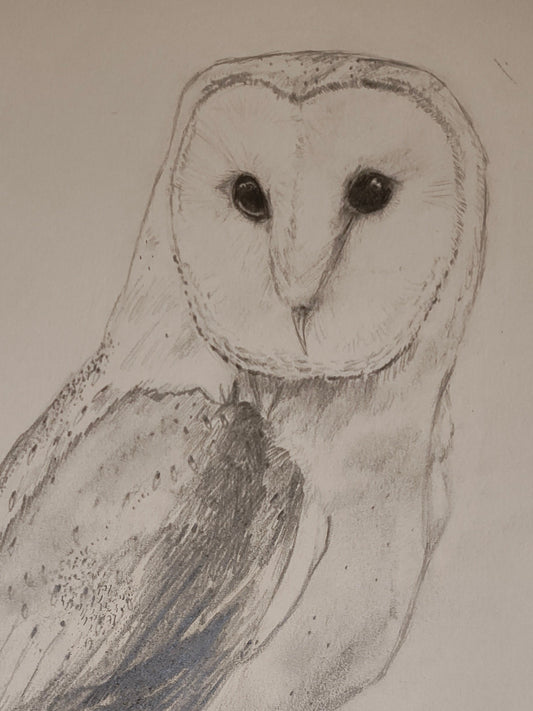 Owl Drawing