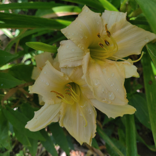 Lillies